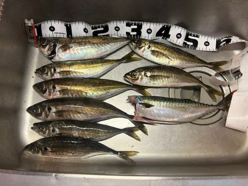 アジの釣果