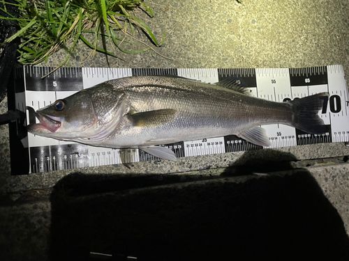 シーバスの釣果