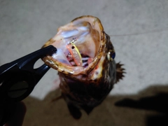 タケノコメバルの釣果