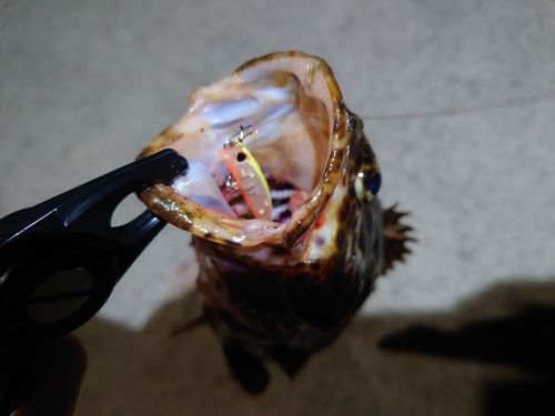 タケノコメバルの釣果