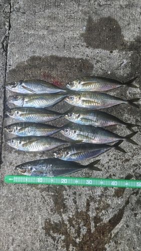 アジの釣果