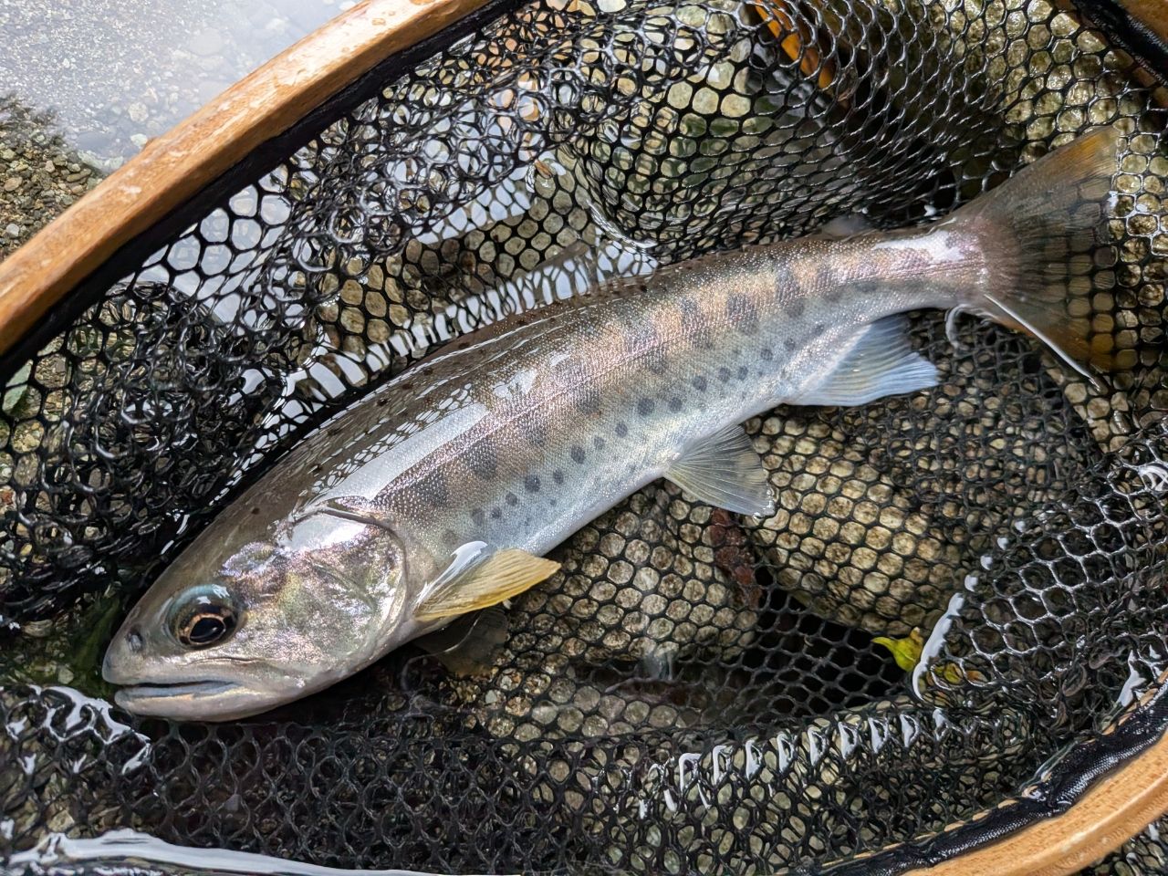 SHIMANO 23カルカッタコンクエスト BFS XG LEFTの最安値・インプレ