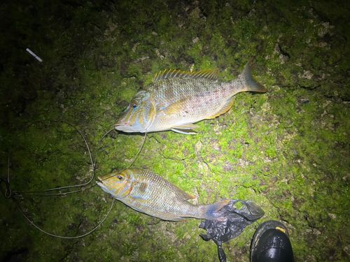 タマンの釣果