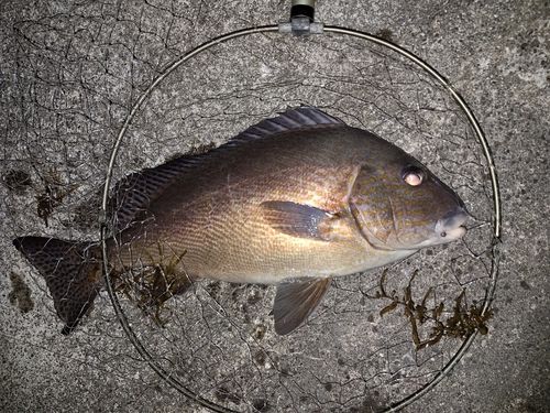 コロダイの釣果