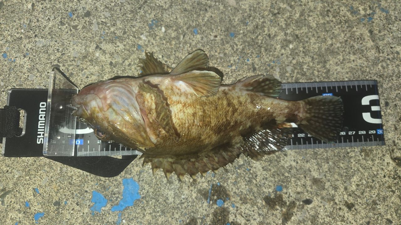 メバルの釣果写真