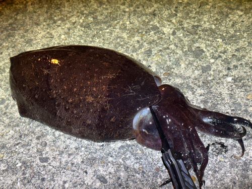 コウイカの釣果