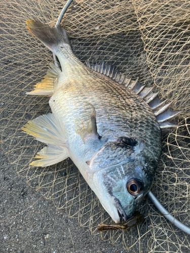 キビレの釣果