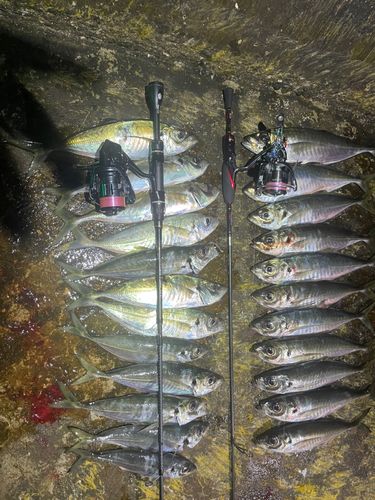アジの釣果