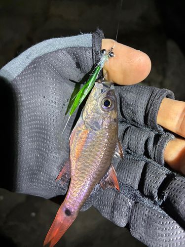 メバルの釣果