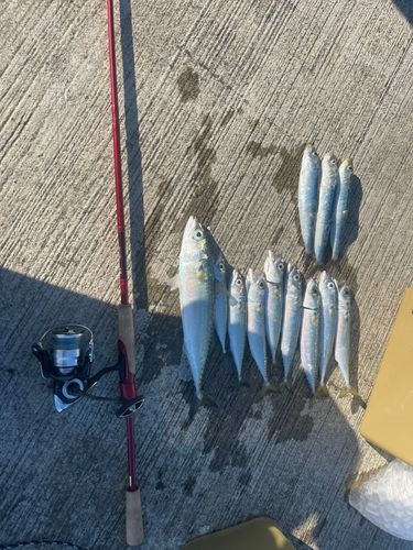 サバの釣果