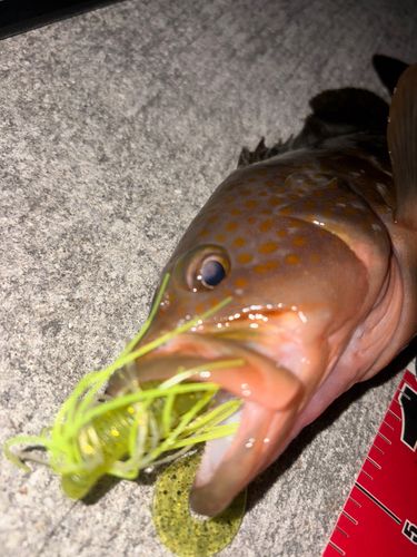 アコウの釣果