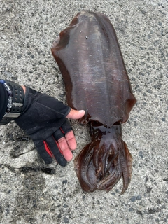モイカの釣果
