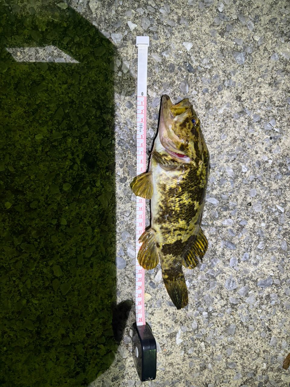 タケノコメバルの釣果写真