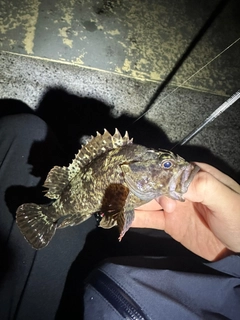 ムラソイの釣果