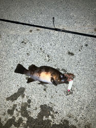 メバルの釣果