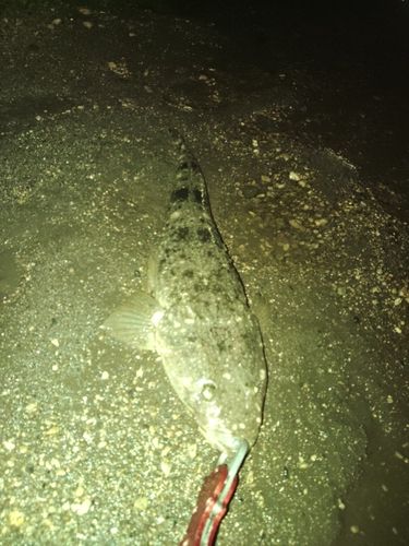 マゴチの釣果