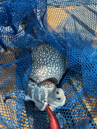 シリヤケイカの釣果