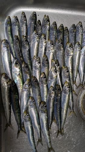 イワシの釣果