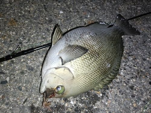 グレの釣果
