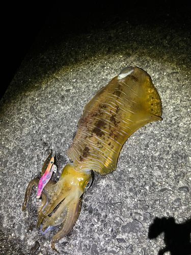 アオリイカの釣果