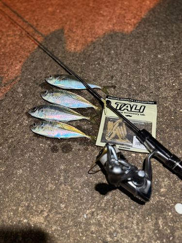 アジの釣果