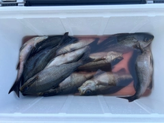 イサキの釣果