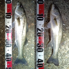 フッコ（マルスズキ）の釣果
