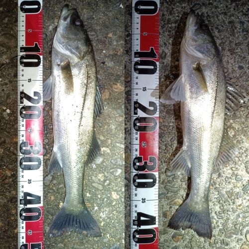 フッコ（マルスズキ）の釣果