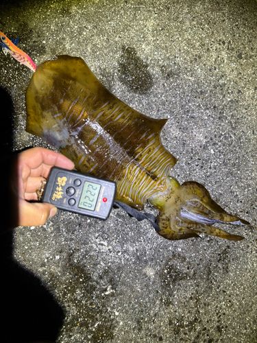 アオリイカの釣果