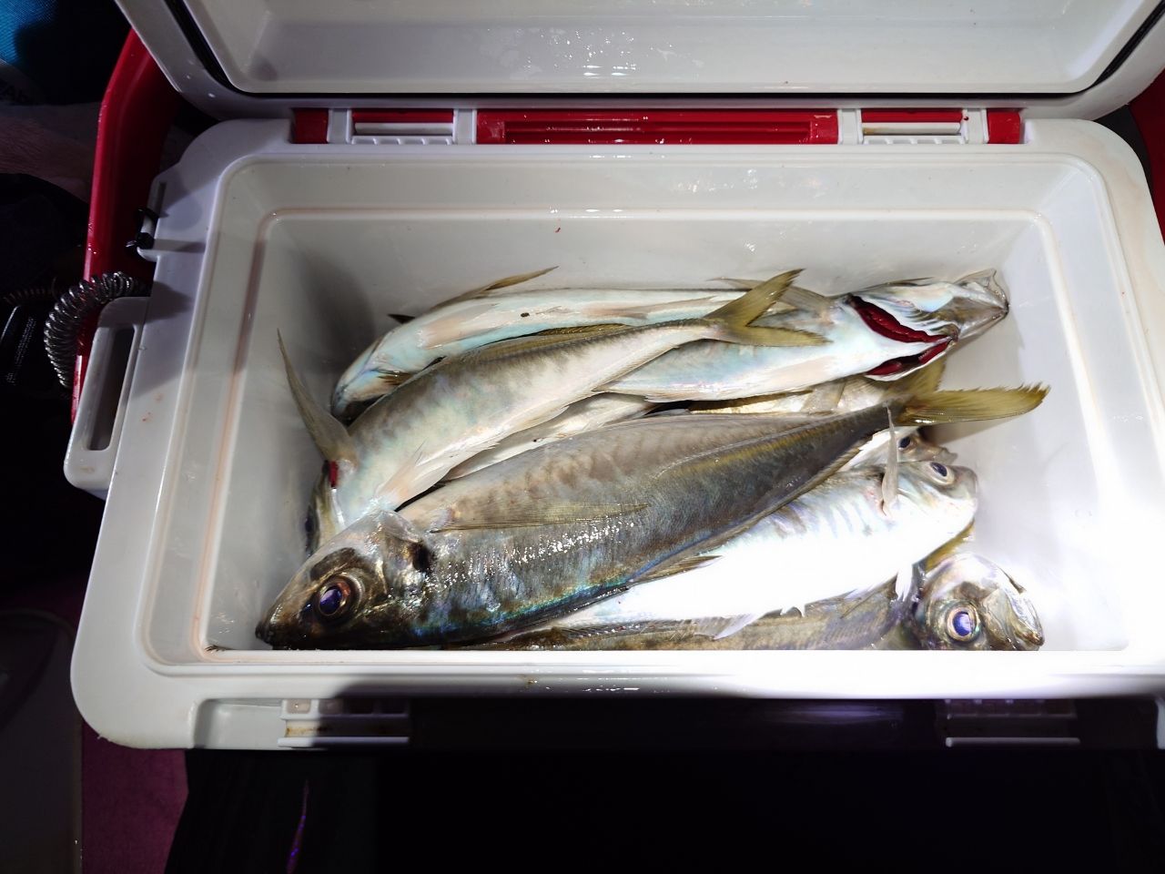 SHIMANO 18ソアレ SS アジング S610SUL-Sの最安値・インプレ・釣果