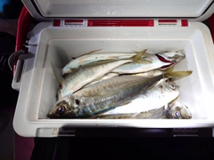 アジの釣果