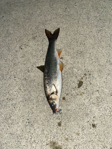 ウグイの釣果