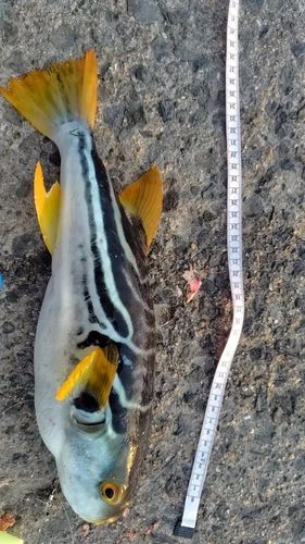 シマフグの釣果