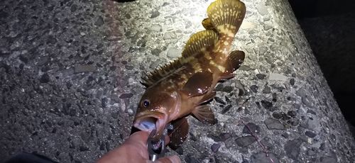 アコウの釣果