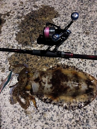 アオリイカの釣果