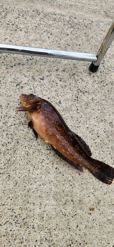 カレイの釣果