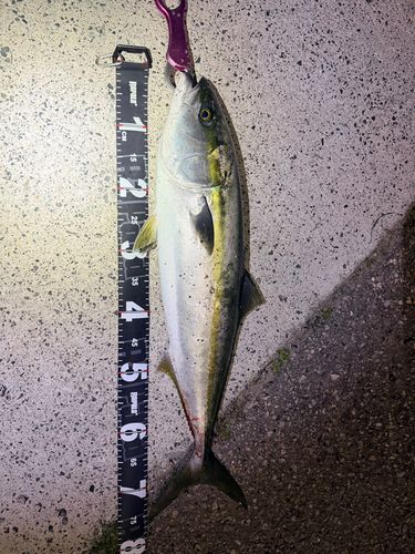 ワラサの釣果