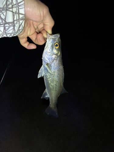 セイゴ（ヒラスズキ）の釣果