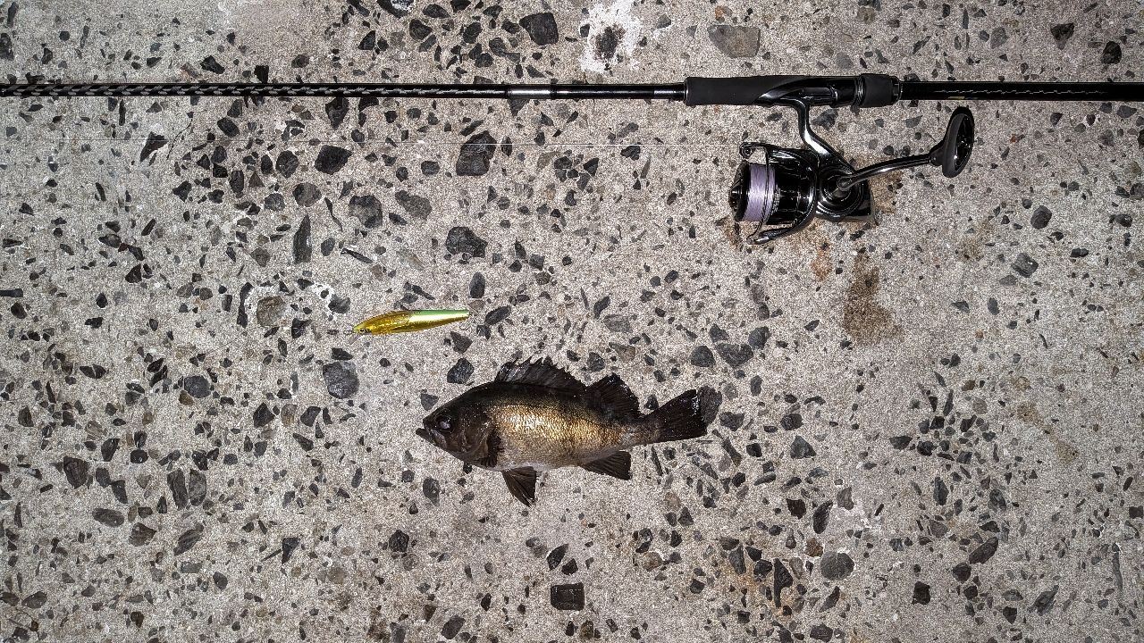 アオメバルの釣果写真
