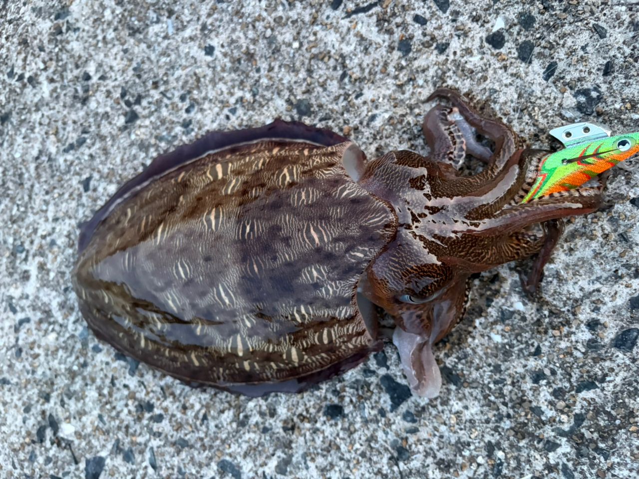 モンゴウイカの釣果写真