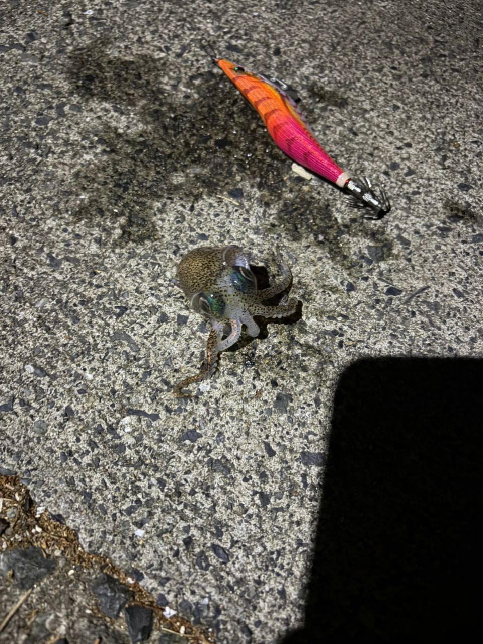 コウイカの釣果写真