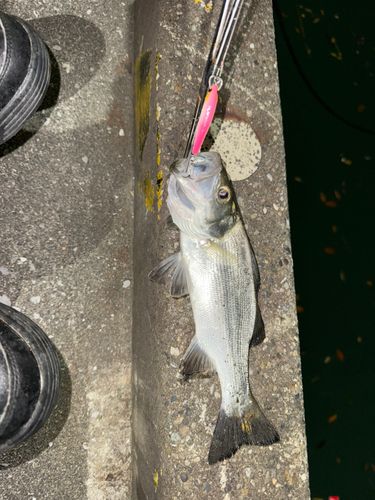 セイゴ（ヒラスズキ）の釣果