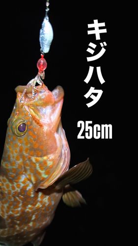 キジハタの釣果