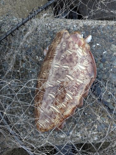 モンゴウイカの釣果