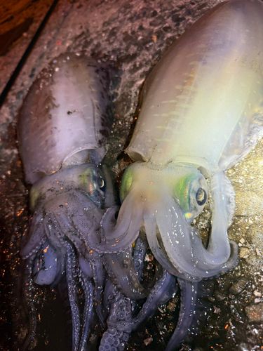 アオリイカの釣果