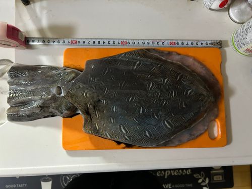 モンゴウイカの釣果