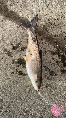 ウグイの釣果