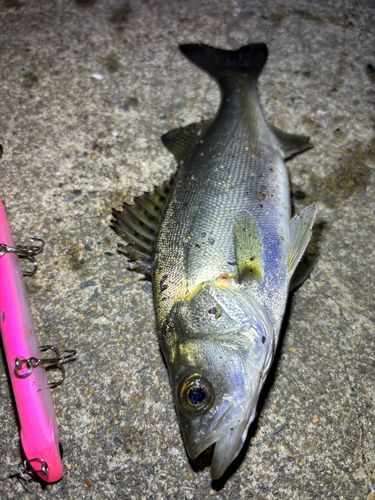 セイゴ（マルスズキ）の釣果