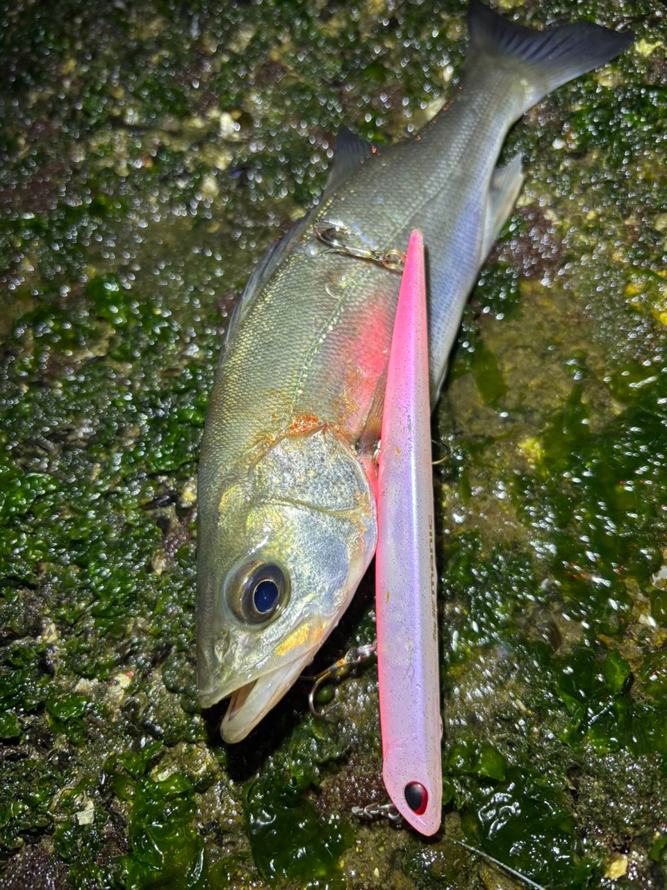 セイゴ（マルスズキ）の釣果写真