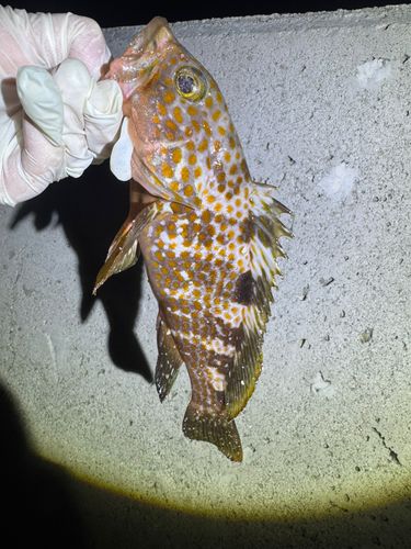 キジハタの釣果